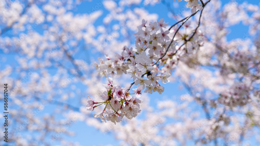 桜 桜