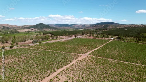 Farm land seen from above as drone slowly flys across the winery. Dry dusty landscape with endless hills. photo