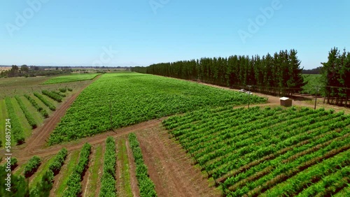 Thriving green vineyards are displayed with perfect lines in the Malleco valley, Chile. Drone flight above vines. photo