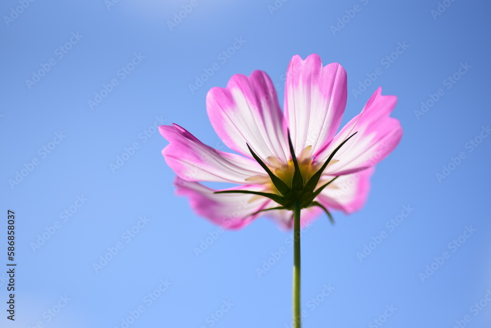Purple and white cosmos flowers with green background. purple flower concept in spring nature freshness