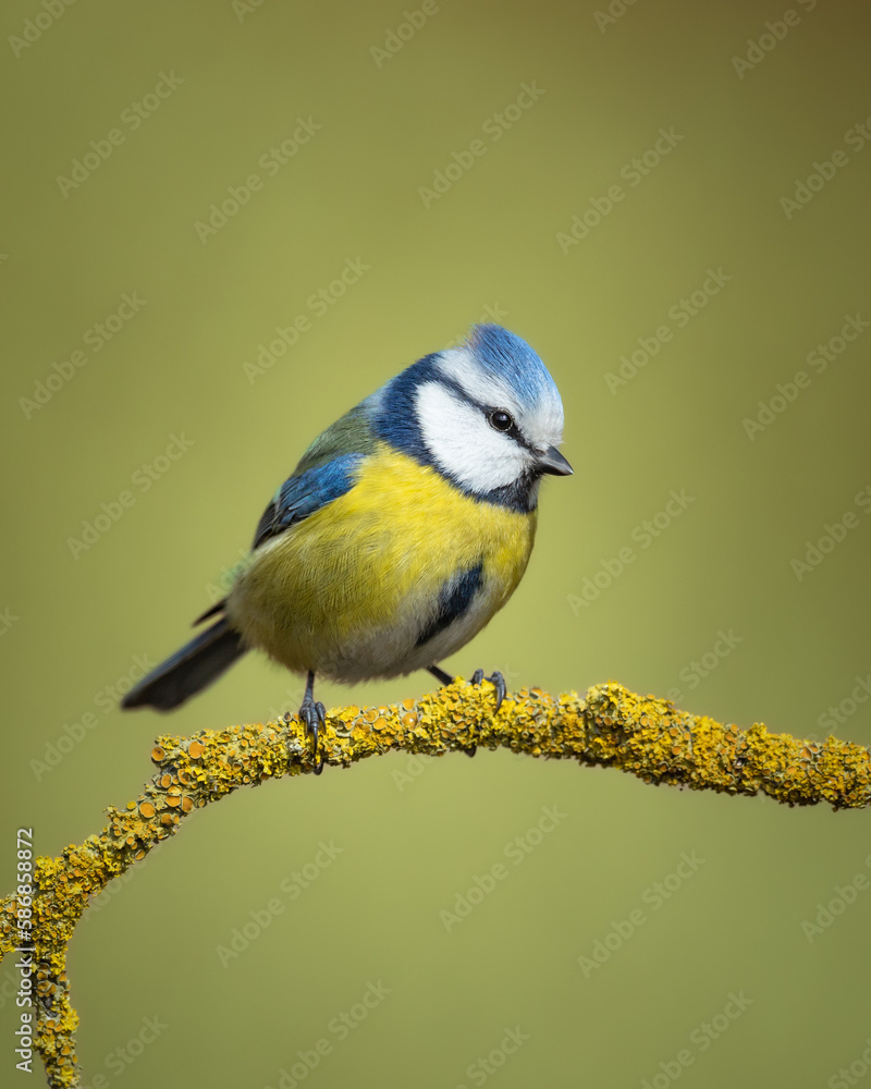 Obraz premium Bird - Blue Tit Cyanistes caeruleus perched on tree winter time small bird on blurred background