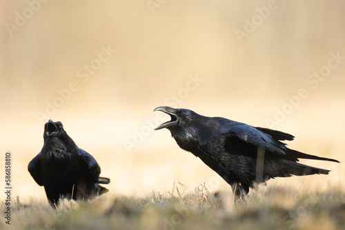 Bird Common Raven Corvus corax, dark style big black scary bird flying, Helloween	
