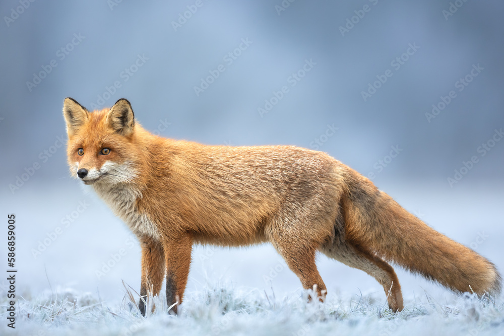 Fox Vulpes vulpes in autumn scenery, Poland Europe, animal walking among winter meadow in snow
Fox Vulpes vulpes in autumn scenery, Poland Europe, animal walking among winter meadow in snow