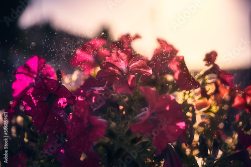 the flowers with mist in the morning with sunlight