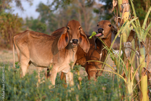 Young cows eating leaves in summer in Thailand
