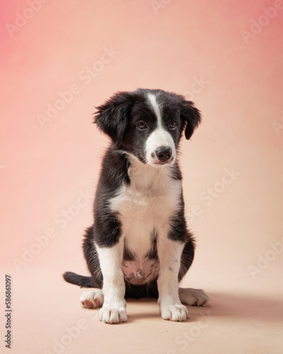 funny puppy on pink background. Border collie dog with funny muzzle, emotion, big eyes 