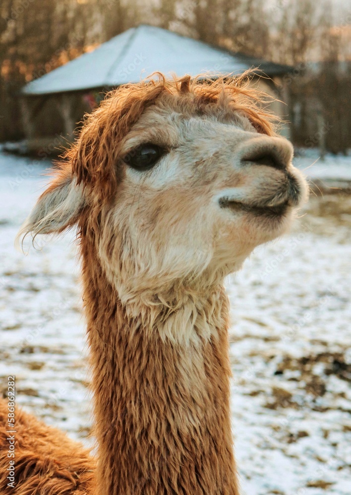 Obraz premium Cute and shaggy alpaca.