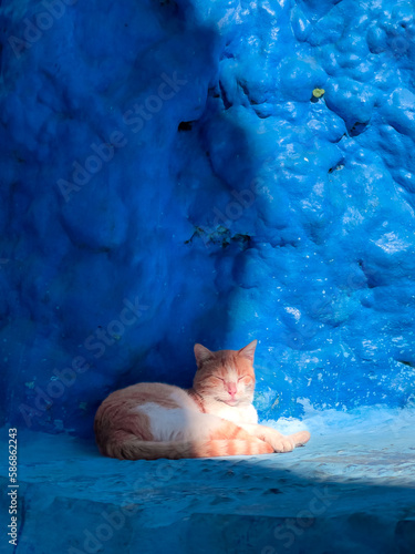 cat sleeping in the street of Chefchaouen © M.studio