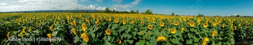 Sunflower field in the afternoon. Panorama of beautiful nature landscape. Farm field idyllic scene