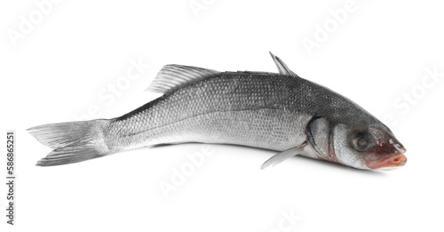 Fresh sea bass fish isolated on white