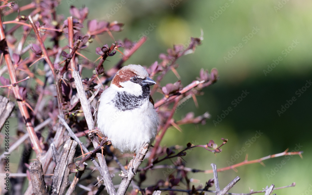 sparrow, bird, nature, wild, beak, wildlife, animal, birds sparrow, bird, nature, wild, beak, wildlife, animal, birds