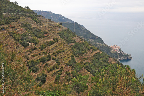 Veduta dalle cinque terre - terrazze e terrazzamenti