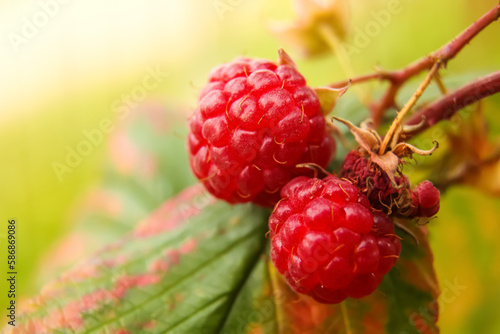 Raspberry bush plant. Defocus branch of ripe raspberries in a garden on blurred green background. Out of focus