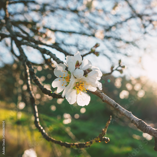 cherry blossom in spring