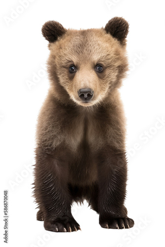 an isolated baby brown bear cub standing up, front-view, North American, horizontal, mountain-themed photorealistic illustration on a transparent background in PNG. Ursus arctos. Generative AI