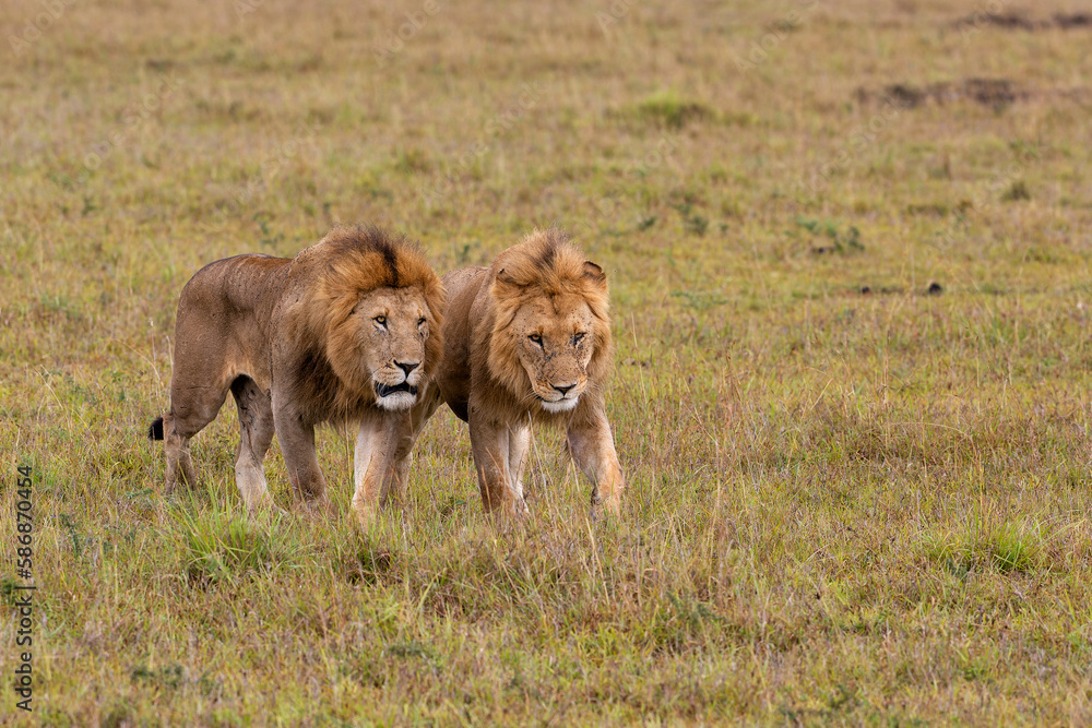Lion brotherhood. Male lions walking on the plains of the Masai Mara National Reserve in Kenya Lion brotherhood. Male lions walking on the plains of the Masai Mara National Reserve in Kenya