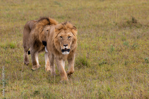 Lion brotherhood. Male lions walking on the plains of the Masai Mara National Reserve in Kenya