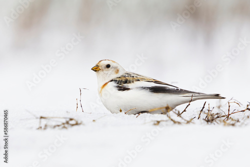 Snow bunting (Plectrophenax nivalis) sitting in the snow in early spring.   © Henri