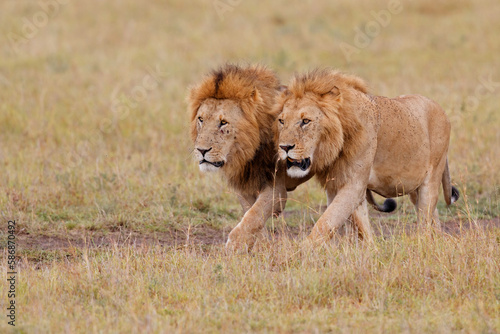 Lion brotherhood. Male lions walking on the plains of the Masai Mara National Reserve in Kenya