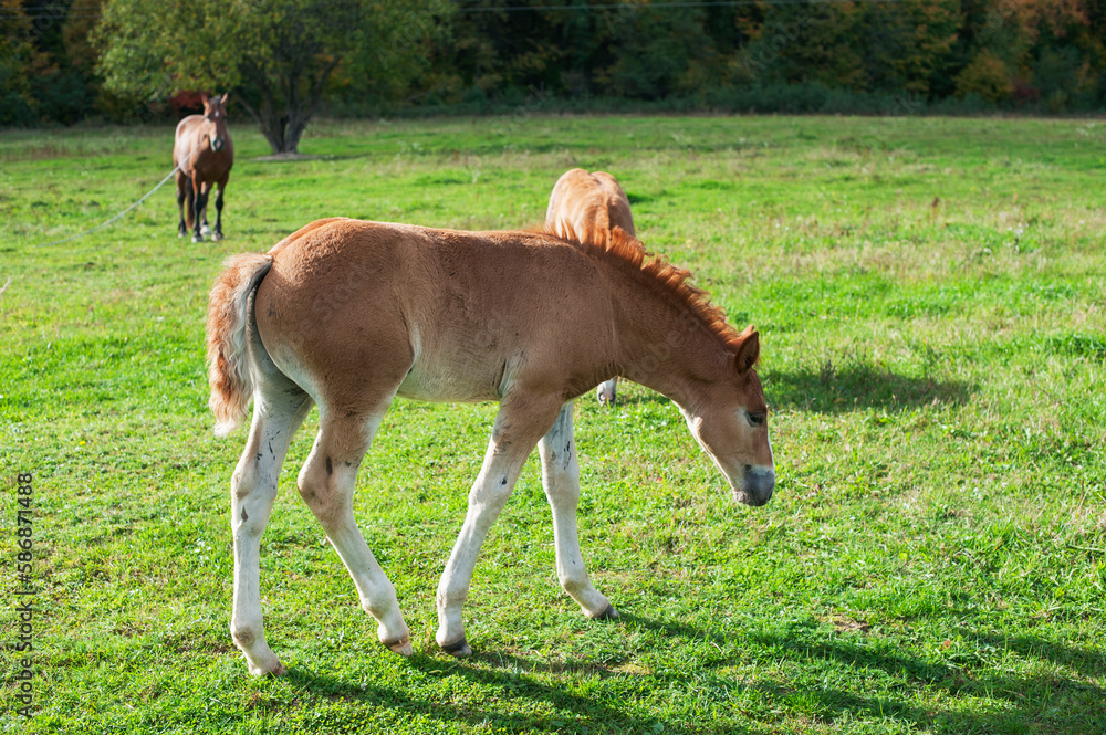 brown foal in nature, autumn landscape and pasture brown foal in nature, autumn landscape and pasture