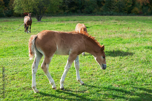 brown foal in nature, autumn landscape and pasture