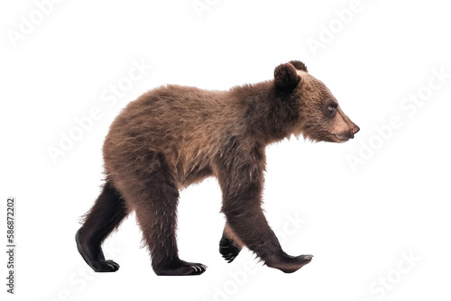 an isolated baby brown bear cub walking  side-view  Alaskan  horizontal  mountain-themed photorealistic illustration on a transparent background in PNG. Ursus americanus. Generative AI