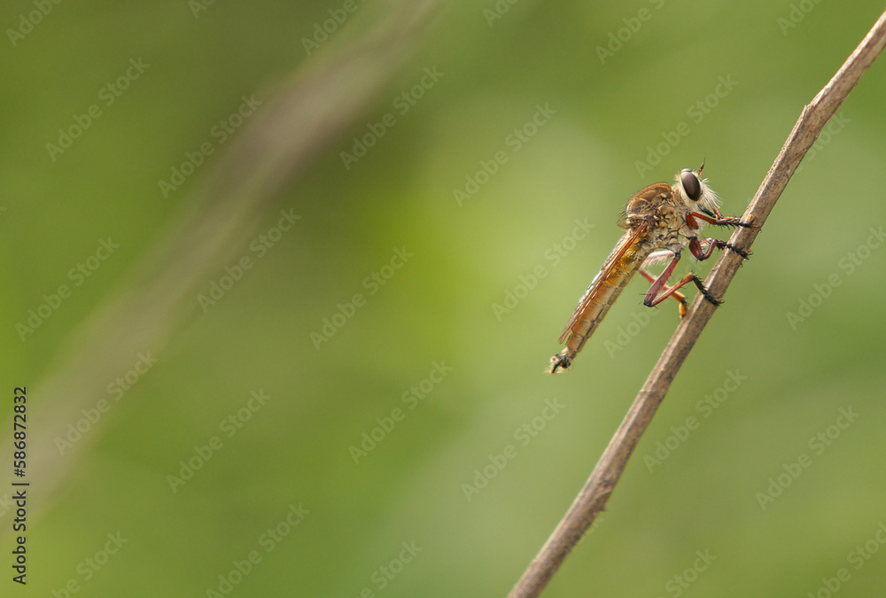 Australia robber-fly on branch Australia robber-fly on branch