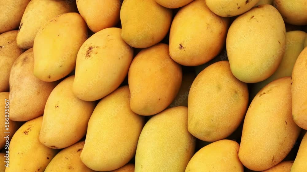 mangoes in a raw at fruit market mangoes in a raw at fruit market