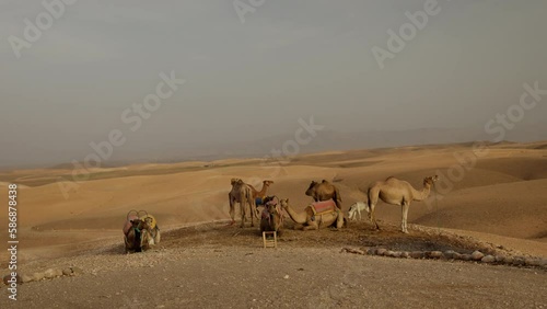 A hord of camels in the Agafay desert in Morocco photo