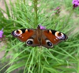Peacock butterfly on a grass