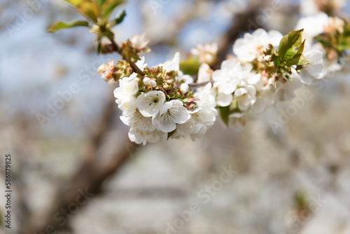 little girl near a flowering tree, trees bloom in spring, beautiful tree

