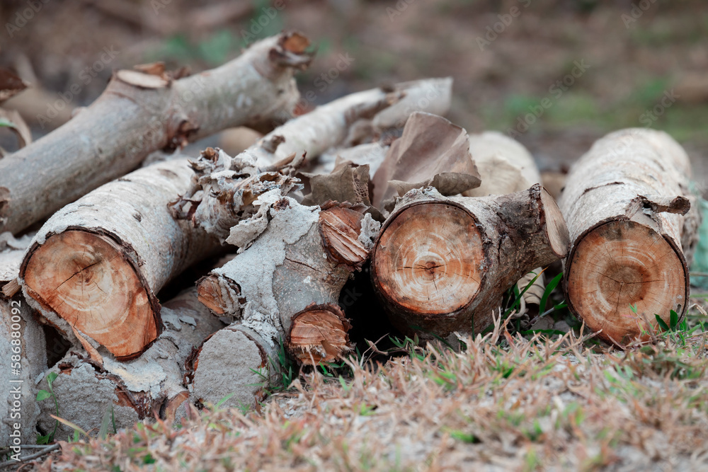Piece of wood for kindling fire on blur background. Large circular piece of wood. Wood texture. Detail wood. High quality photo. Piece of wood for kindling fire on blur background. Large circular piece of wood. Wood texture. Detail wood. High quality photo.