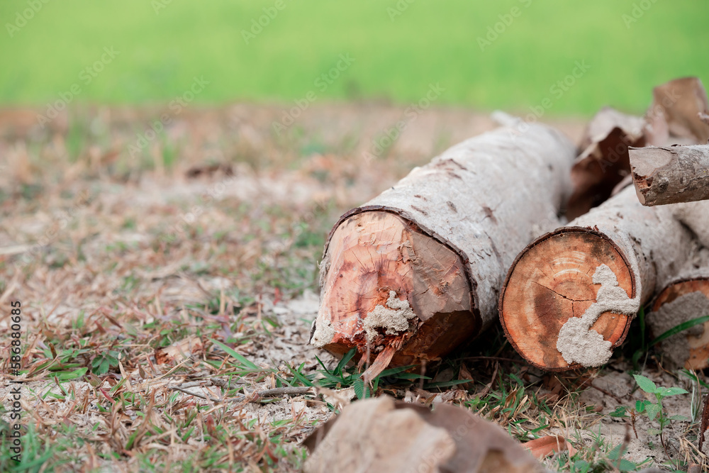 Piece of wood for kindling fire on blur background. Large circular piece of wood. Wood texture. Detail wood. High quality photo. Piece of wood for kindling fire on blur background. Large circular piece of wood. Wood texture. Detail wood. High quality photo.