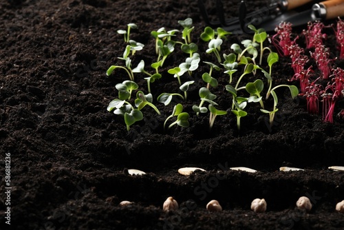 Many seeds and vegetable seedlings in fertile soil