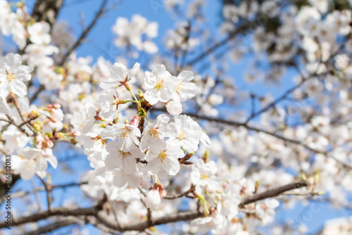 White cherry blossoms in full bloom. Blue sky  warm spring sunshine