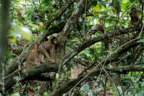 Die Wildnis von Borneo
