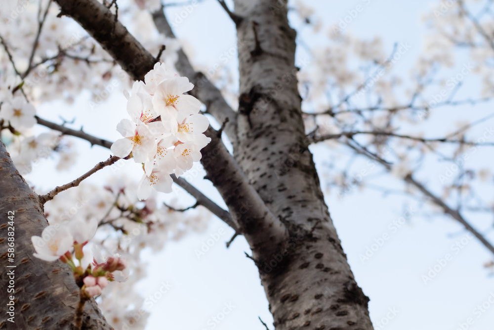 White cherry blossoms in full bloom. Blue sky, warm spring sunshine White cherry blossoms in full bloom. Blue sky, warm spring sunshine