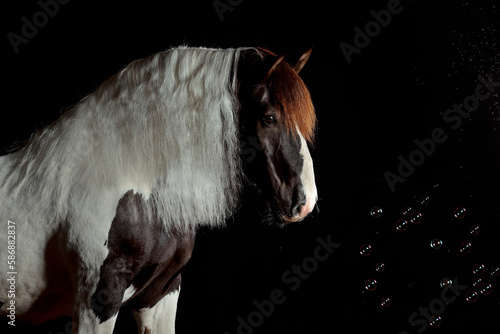 Bilde på lerret Pferd im Studio