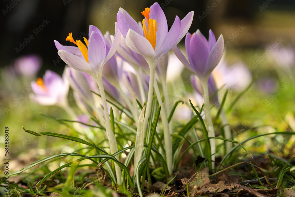 Fototapeta premium Beautiful crocus flowers growing outdoors, closeup view