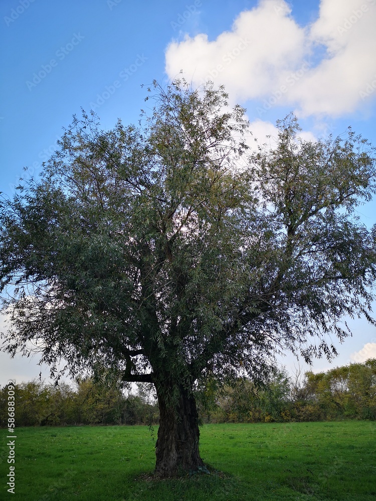 Obraz premium tree in the park