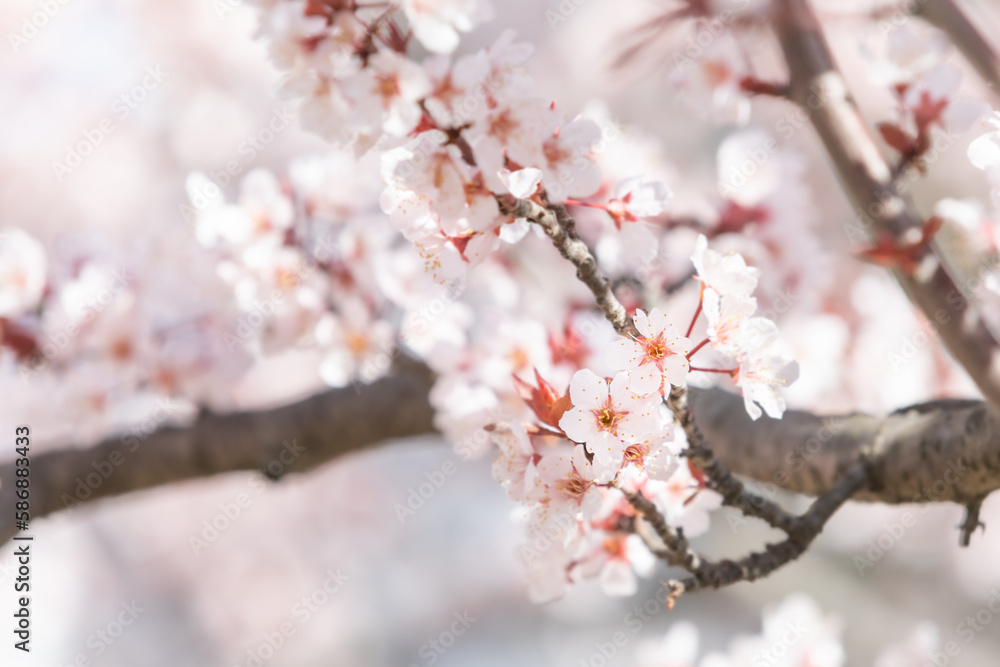 Cherry Plum flowers bloom in spring. warm sunshine - myrobalan plum, Prunus cerasifera Cherry Plum flowers bloom in spring. warm sunshine - myrobalan plum, Prunus cerasifera