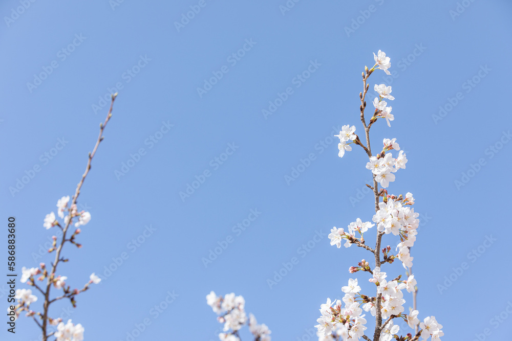 White cherry blossoms in full bloom. Blue sky, warm spring sunshine White cherry blossoms in full bloom. Blue sky, warm spring sunshine