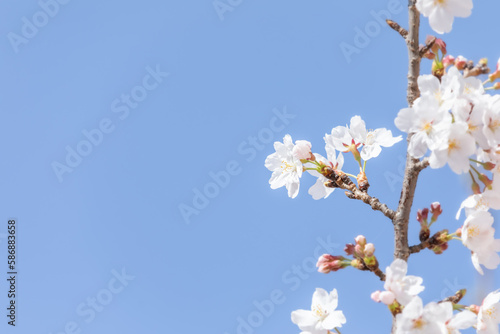 White cherry blossoms in full bloom. Blue sky, warm spring sunshine