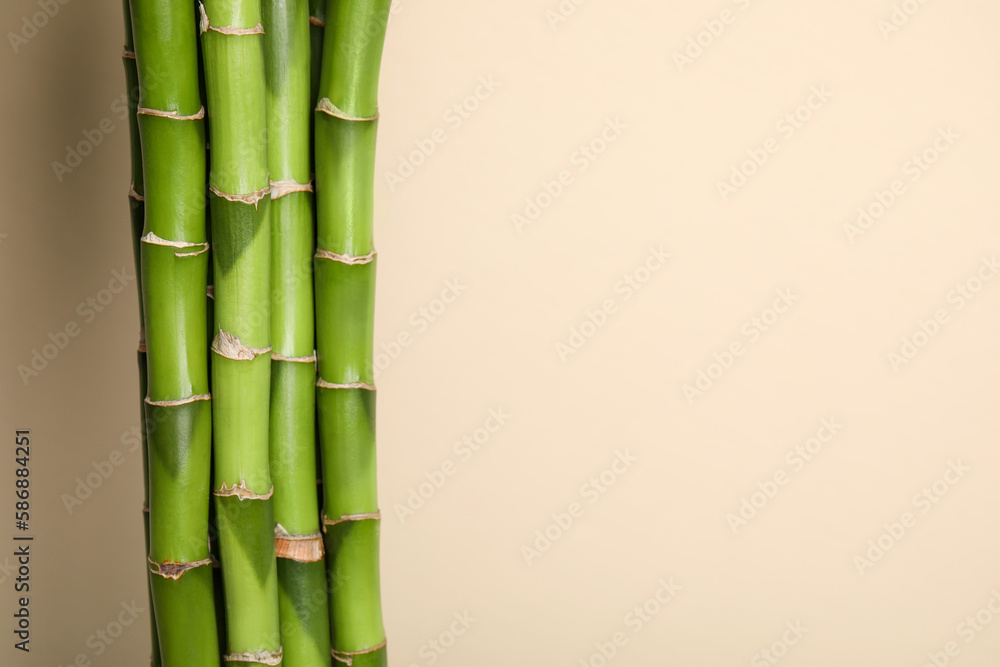 Fototapeta premium Beautiful green bamboo stems on beige background, space for text