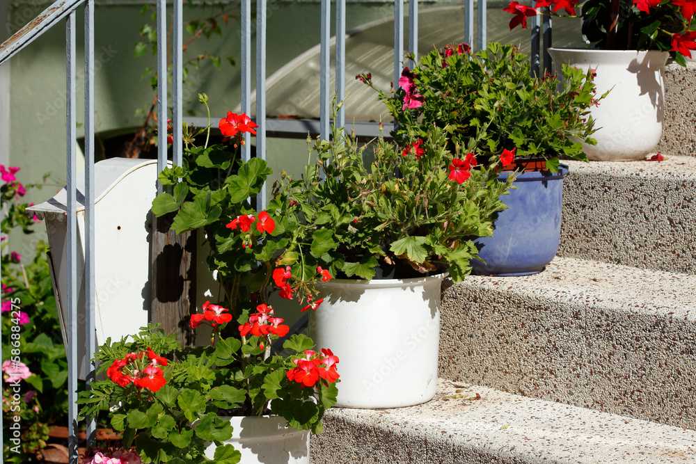 Fototapeta premium Treppenstufen mit Blumenkübeln, Deutschland