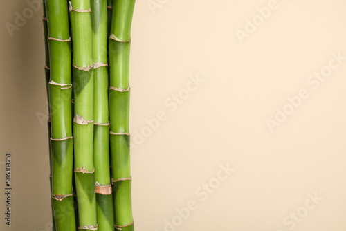 Beautiful green bamboo stems on beige background  space for text