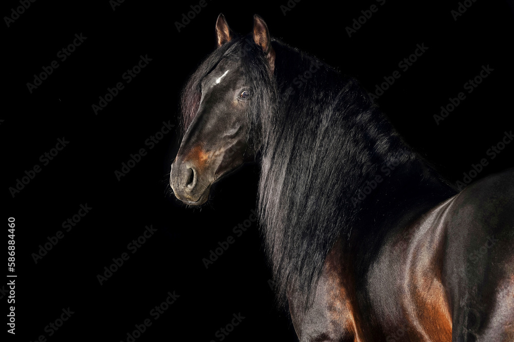 Fototapeta premium Pferd im Studio