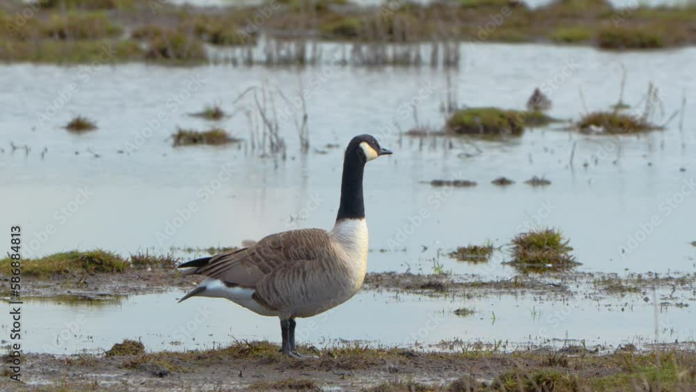 Canadian goose flapping it's wings on land overlooking a lake Canadian goose flapping it's wings on land overlooking a lake