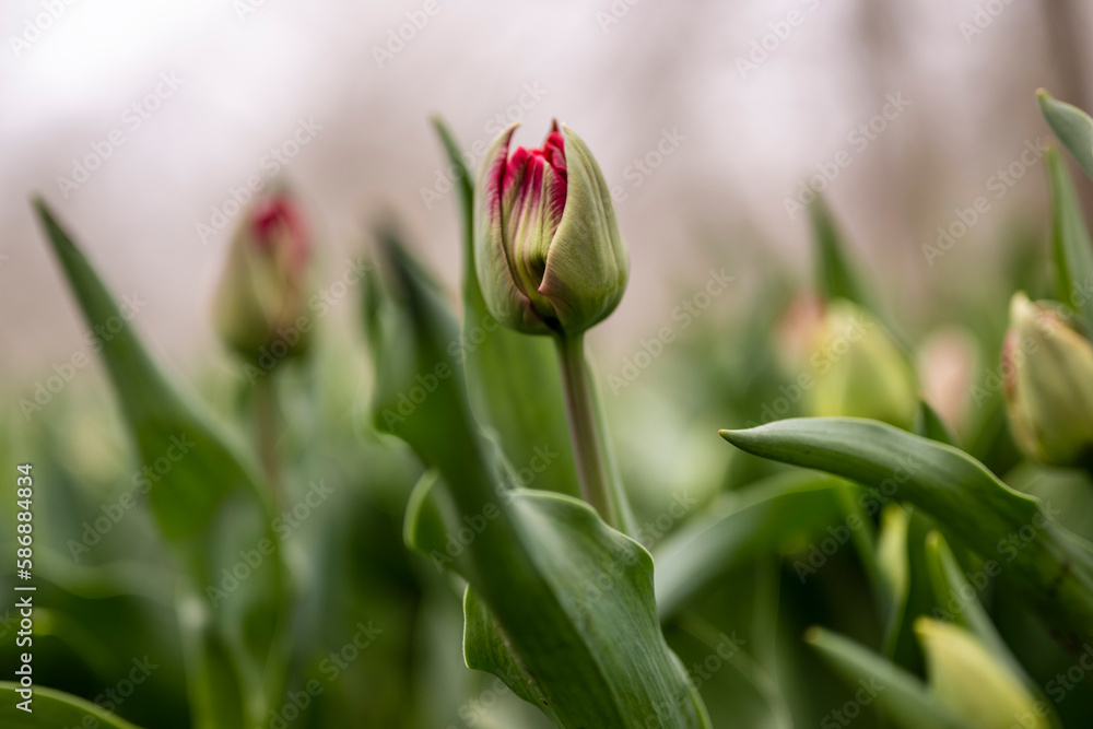 Fototapeta premium Tulip in a field