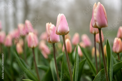 Field full of pink tulips